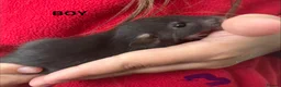 Rat rodents for sale: Dumbo rats in Manningtree - Advert 10