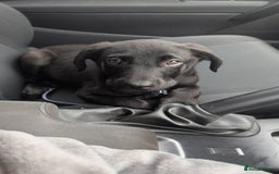 Mixed Breed dogs for sale: Canecorso cross lab - Image 2