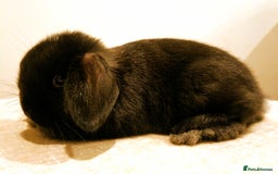 Mini Lop rabbits for sale: Adorable Pure Bred Mini Lop 🥰🐰 - Image 4