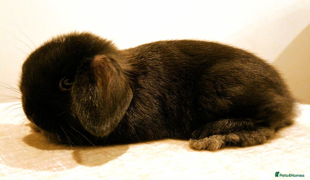 Mini Lop rabbits for sale: Adorable Pure Bred Mini Lop 🥰🐰 - Image 4