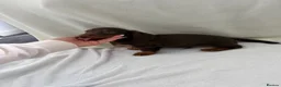 Miniature Dachshund dogs for sale: Miniature dachshund puppies in Largs - Advert 9
