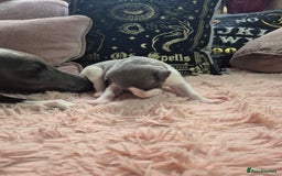 Whippet dogs for sale: Stunning KC Registered Blue Whippet Puppies - Image 15