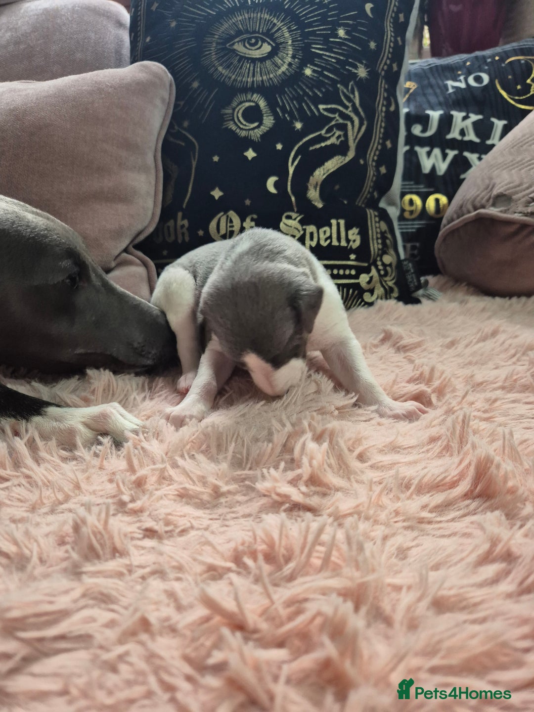 Whippet dogs for sale: Stunning KC Registered Blue Whippet Puppies - Image 15