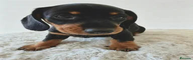 Miniature Dachshund 5