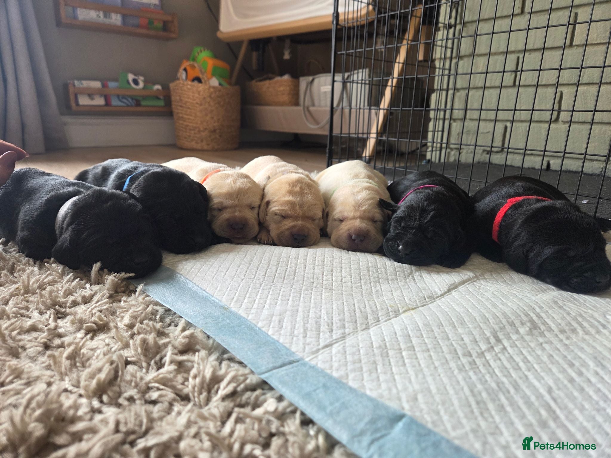 Labrador Retriever dogs Beautiful litter kc registered labradors  - Advert 1
