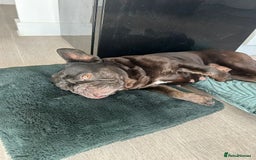 French Bulldog dogs for sale: French bulldog looking for a new home - Image 3