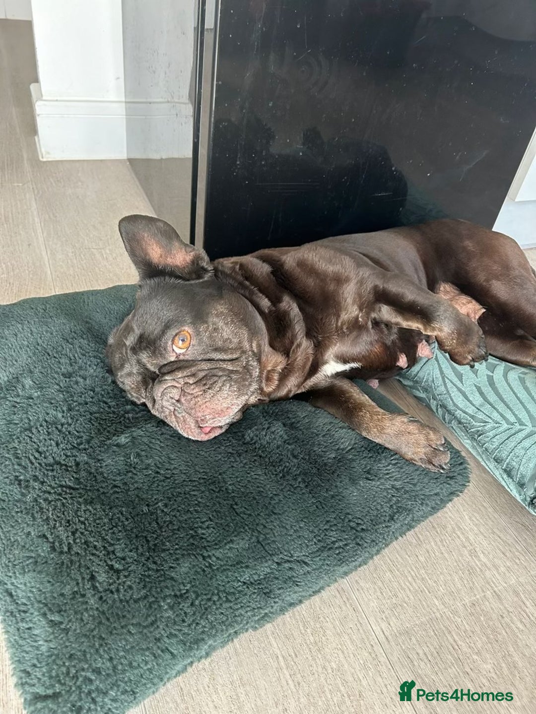 French Bulldog dogs for sale: French bulldog looking for a new home - Image 3