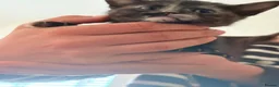 Mixed Breed cats for sale: 5 Moggy Kittens  - Advert 2