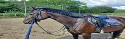 British Warmblood horses for sale: Beautiful black warmblood mare with golden temp in Maesteg - Advert 13
