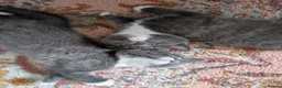 Mixed Breed cats for sale: Grey and white kittens for sale - Advert 3