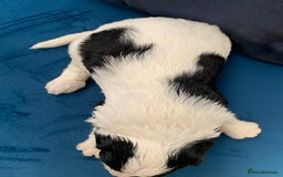 Sheepadoodle dogs for sale: Medium Sheepadoodle Puppies Available  - Image 29