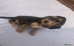 Cocker Spaniel dogs for sale: Cocker Spaniel Puppies for sale  - Image 2