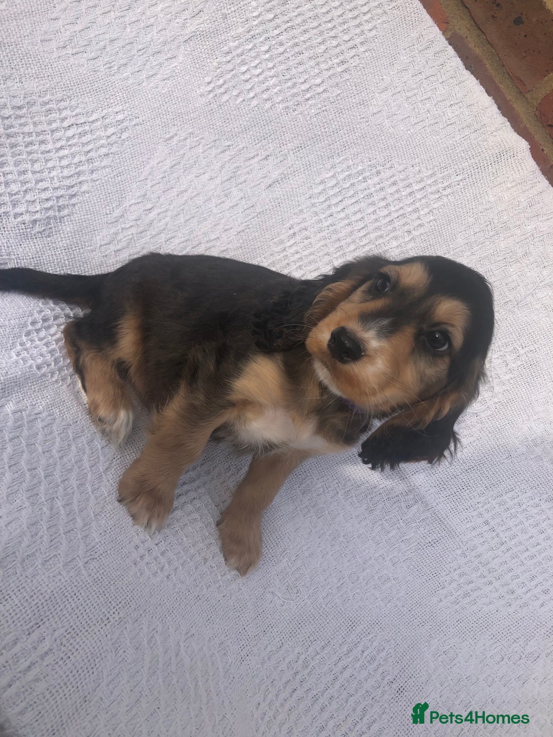 Cocker Spaniel dogs for sale: Cocker Spaniel Puppies for sale  - Image 2