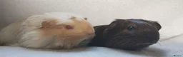 Guinea Pig rodents for sale: Baby guinea pigs Cornet and smooth ready now - Advert 5