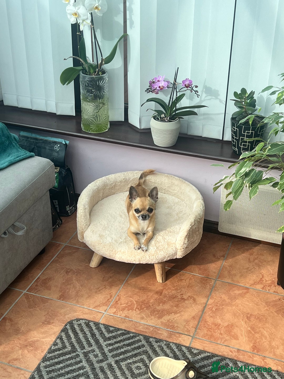 Chihuahua dogs for stud: Chihuahua Stud - Image 2