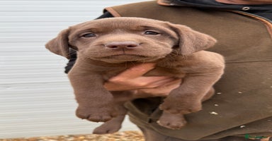 Labrador Retriever dogs - Advert 10