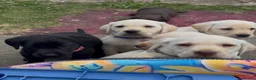 Labrador Retriever dogs for sale: ✨beautiful chunky pedigree Labradors✨ - Advert 8