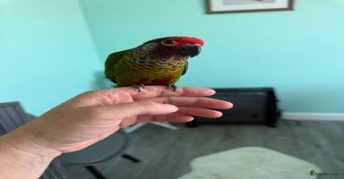 Conures birds - Advert 1