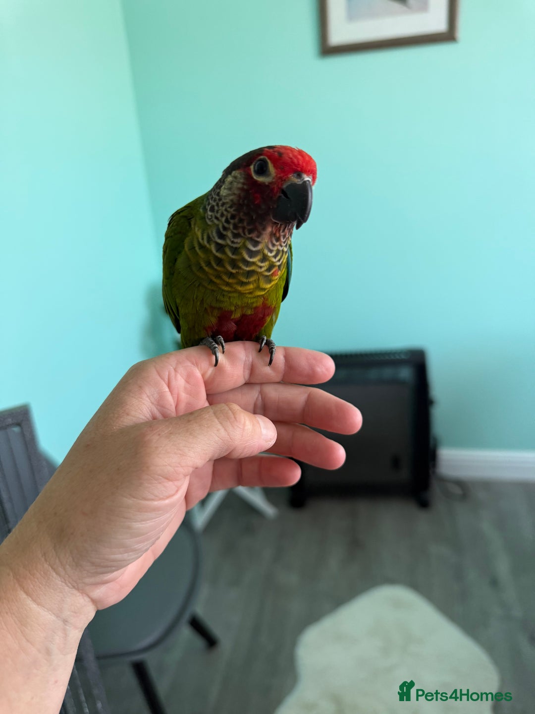 Conures birds for sale: Conures - Image 2
