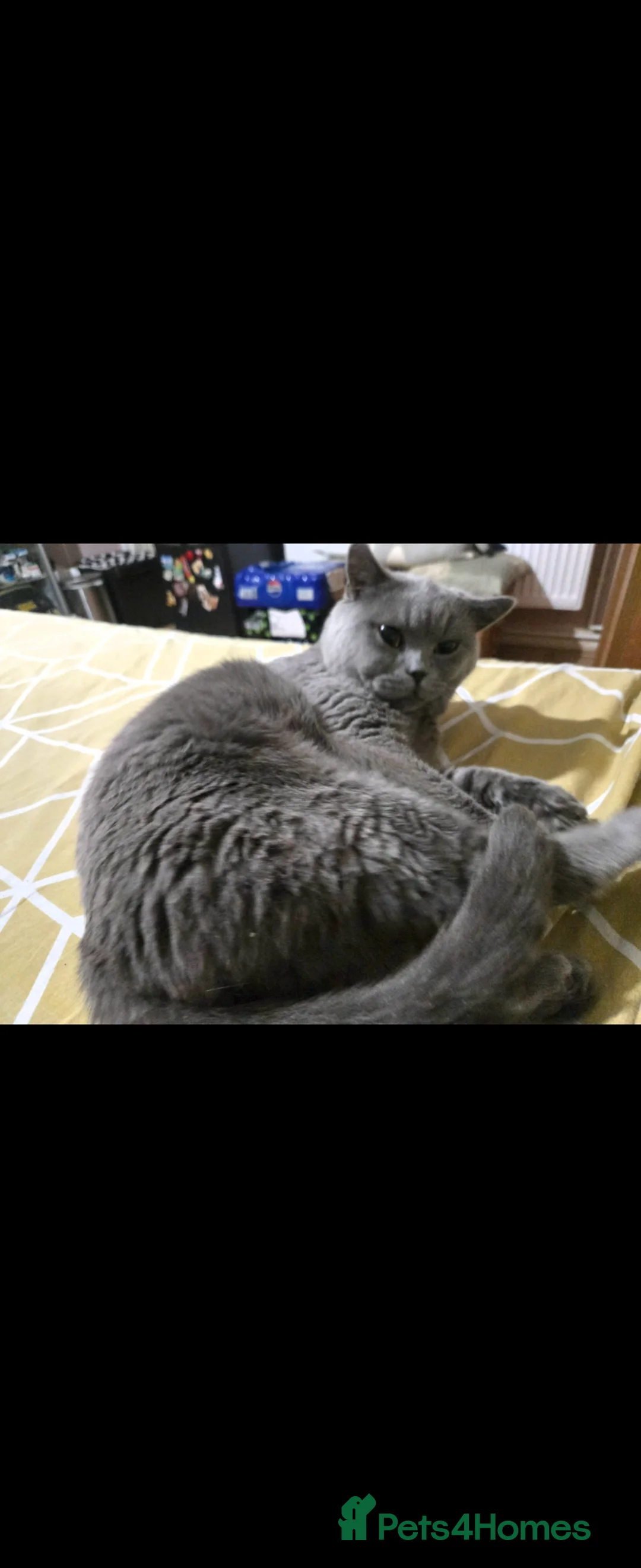 British Shorthair cats for sale: Maya and Oscare sale together 4 years old in London - Advert 6