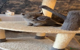 British Shorthair cats for sale: British short hair kittens - Image 6
