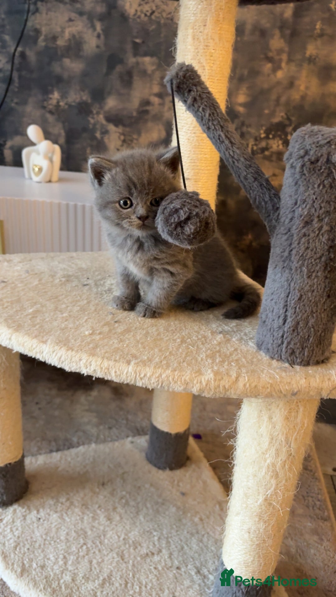British Shorthair cats for sale: British short hair kittens - Image 6