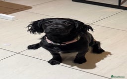 Sprocker dogs for sale: Sprocker 5 months old - Advert 2