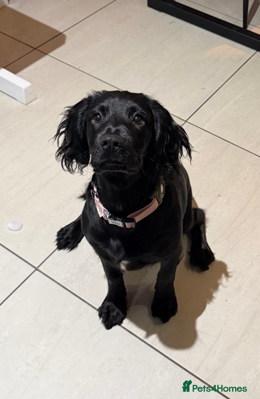 Sprocker dogs for sale: Sprocker 5 months old - Advert 2