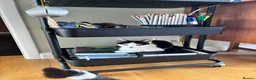 Domestic Shorthair cats for adoption: Jelly & Custard, 4 month old sisters  in Reading - Advert 5