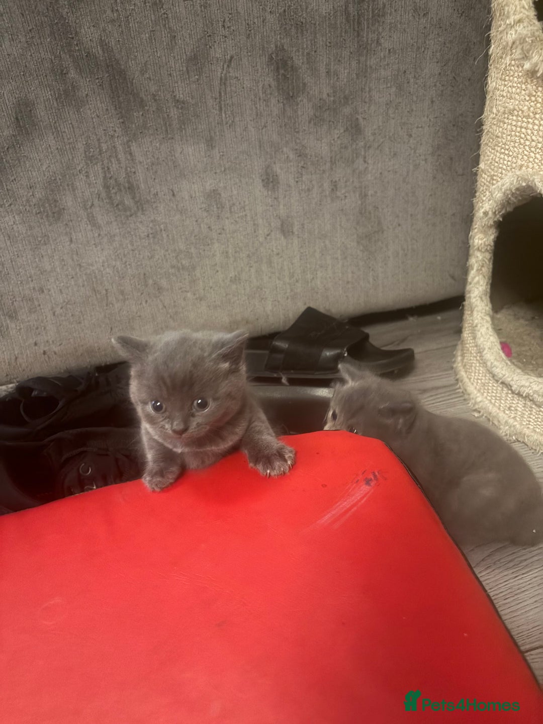 British Shorthair cats for sale: British blue cross Norwegian  - Image 5