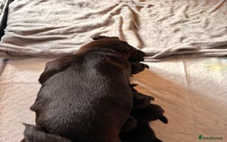 Pug dogs for sale: Beautiful pug puppies - Image 6