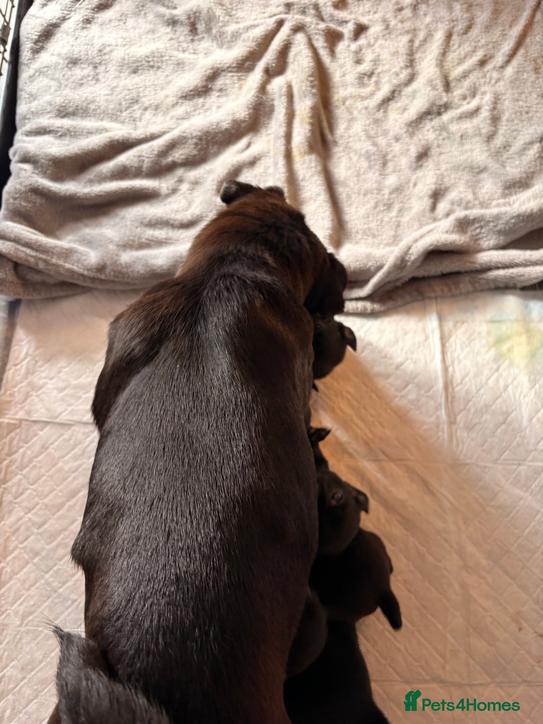 Pug dogs for sale: Beautiful pug puppies - Image 6