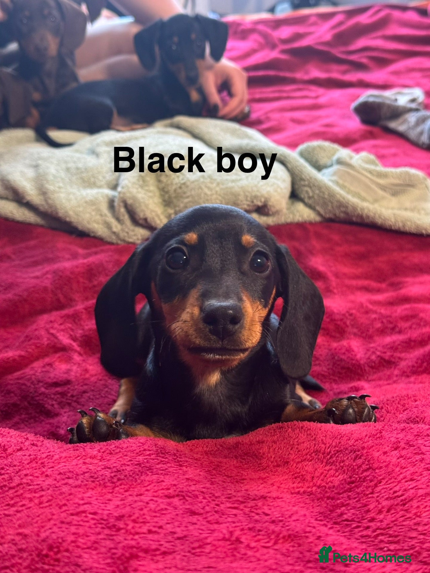 Dachshund dogs for sale: Dachshund puppies boys and girls  - Advert 2