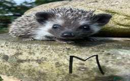 Pygmy Hedgehog rodents for sale: 8 week old baby hoglets ready now- super friendly  - Image 3