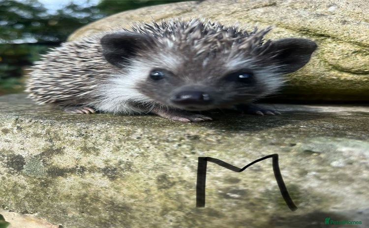 Pygmy Hedgehog rodents - Advert 8