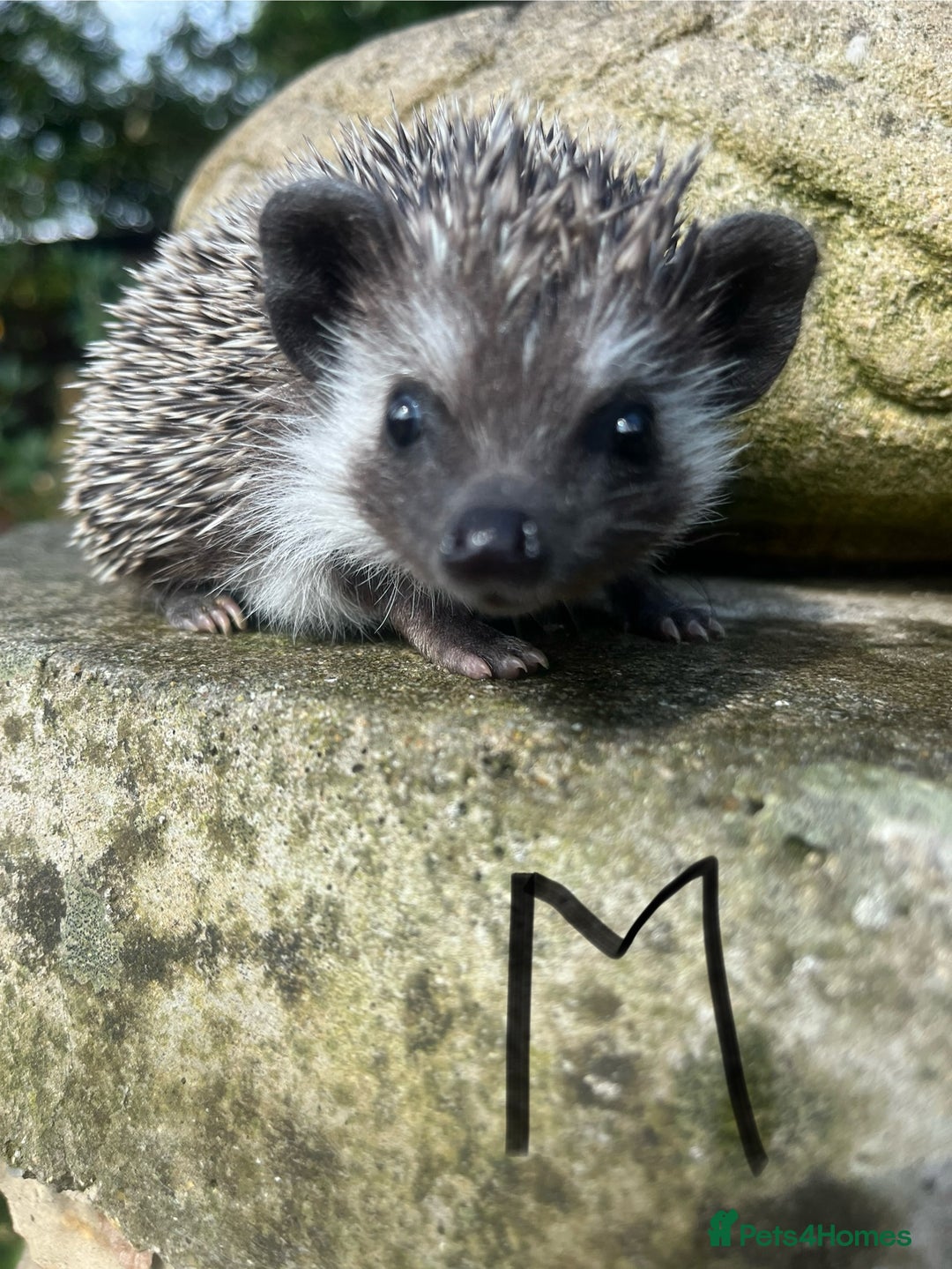 Pygmy Hedgehog rodents for sale: 8 week old baby hoglets ready now- super friendly  - Image 3