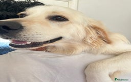 Golden Retriever dogs for sale: Golden retriever 17 month old - Image 11