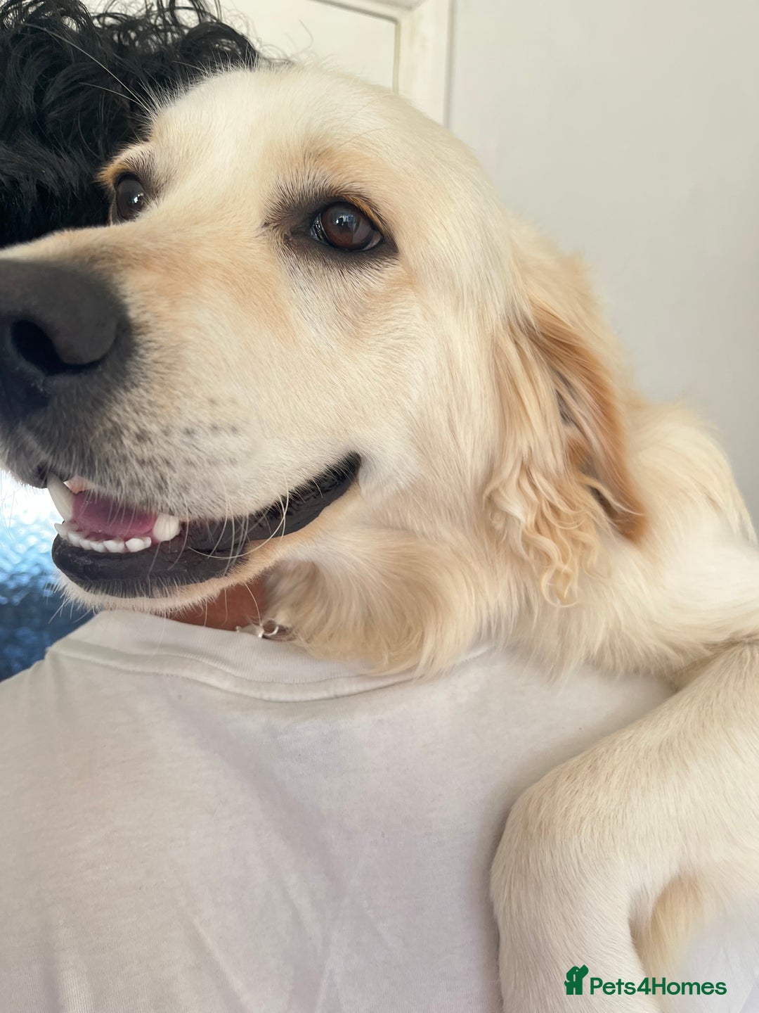 Golden Retriever dogs for sale: Golden retriever 17 month old - Image 11