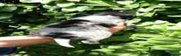 Mixed Breed dogs for sale: Pointer x Brittany  - Advert 14