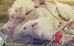 Rat rodents for sale: Very friendly baby rats, including dumbo Siamese  - Image 11