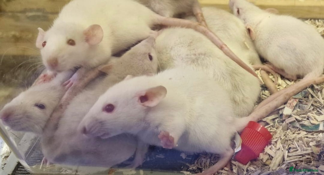 Rat rodents for sale: Very friendly baby rats, including dumbo Siamese  - Image 11