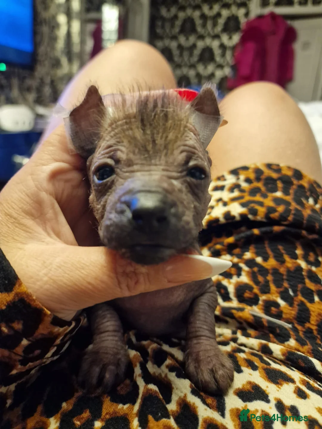 Mexican Hairless dogs for sale: 1 mini girl naked 1400 - Advert 17