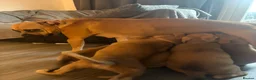 Mixed Breed dogs for sale: Adorable puppies - Advert 9