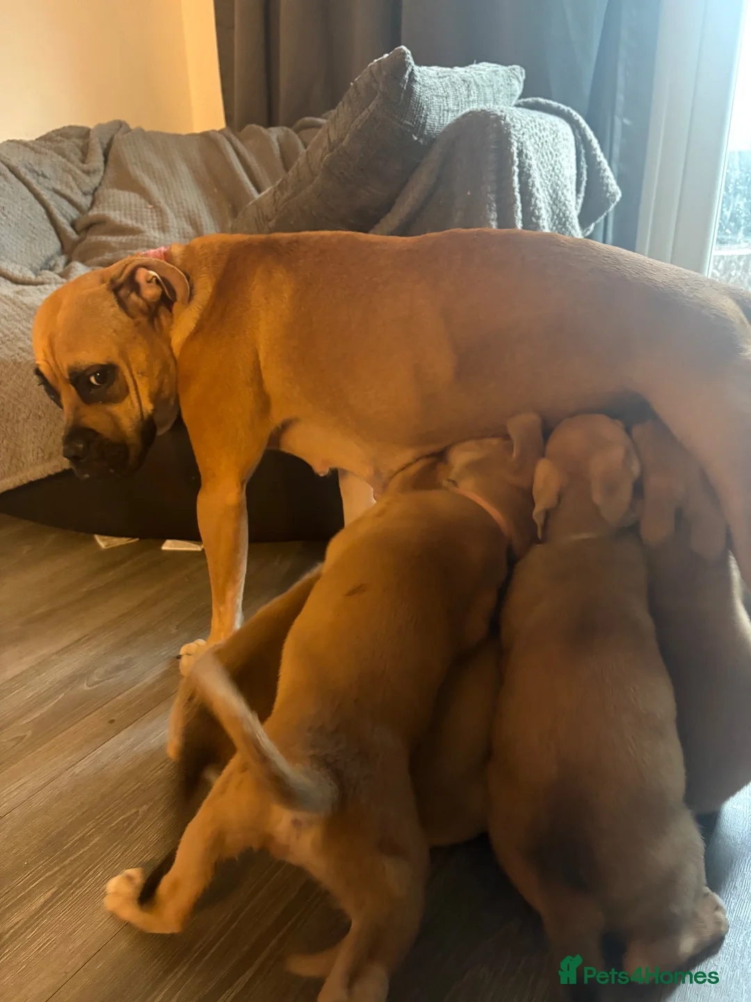 Mixed Breed dogs for sale: Adorable puppies - Advert 9