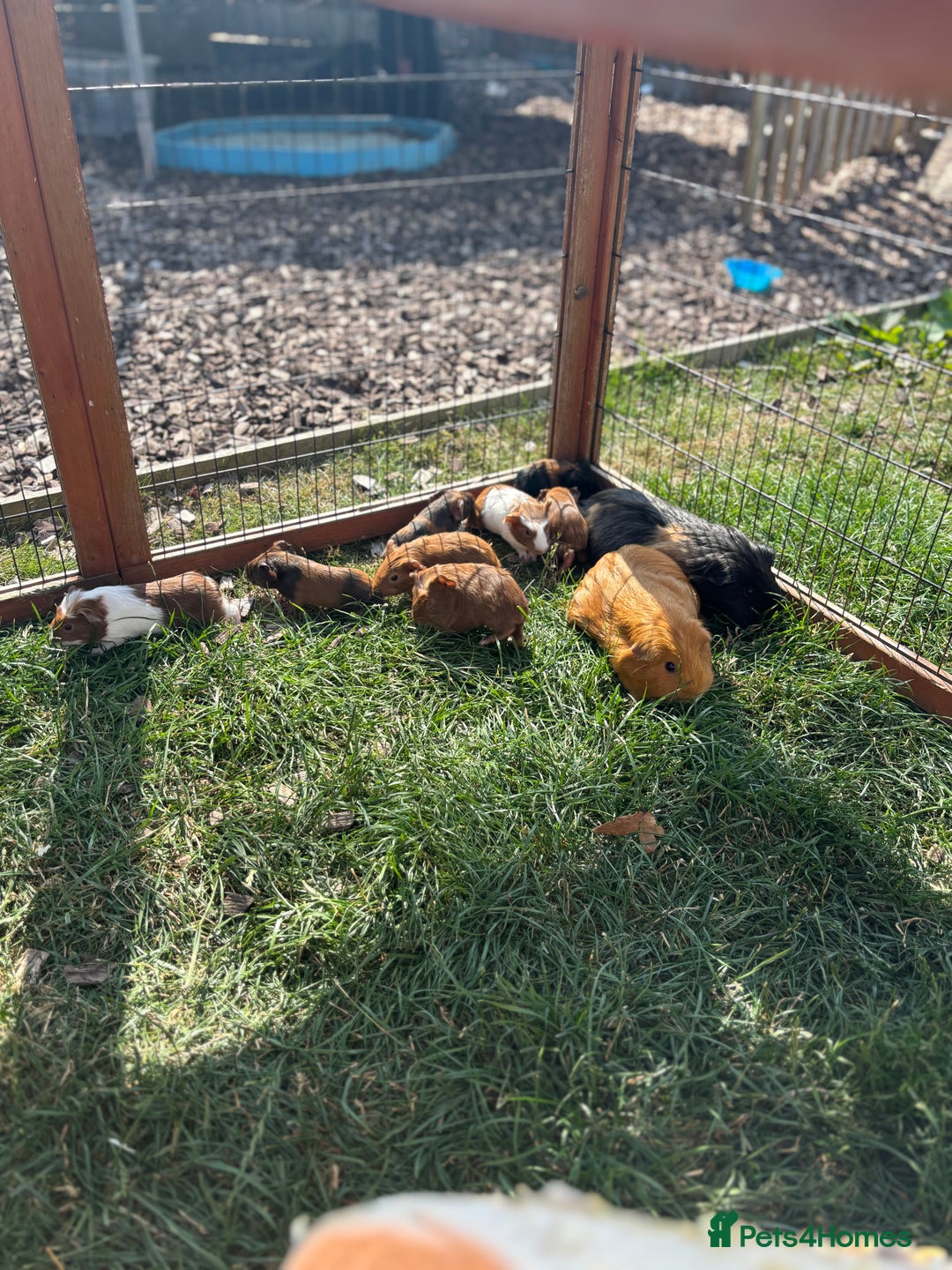 Guinea Pig rodents for sale: Boys and Girls Guinea Pigs - Image 1