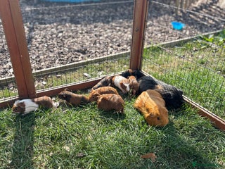 Guinea Pig rodents - Advert 24