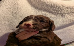 Cockapoo dogs for sale: Cockapoo puppies for sale - Advert 4