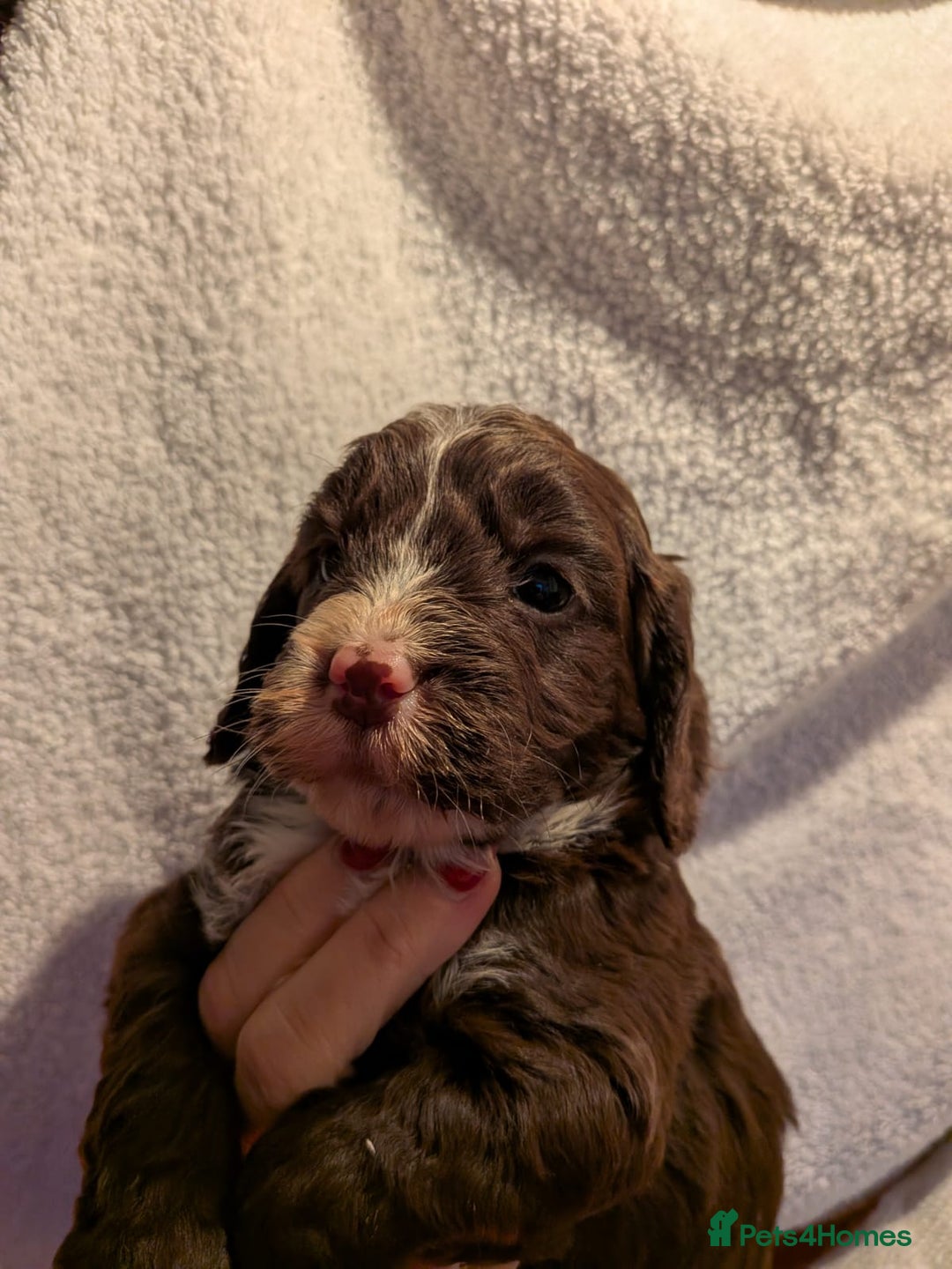 Cockapoo dogs for sale: Cockapoo puppies for sale - Advert 4