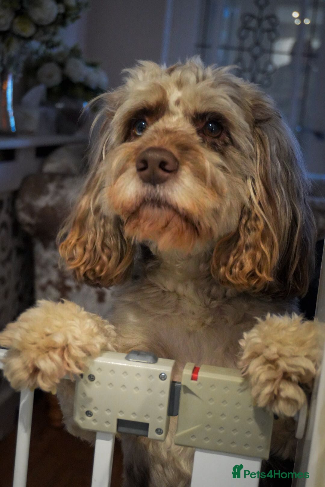 Cockapoo dogs for sale: Beautiful litter of cockerpoo puppies  - Advert 4