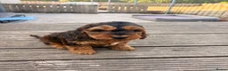Cockapoo dogs for sale: F1 stunning cockapoos  - Advert 17
